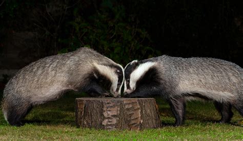 European Badgers Species Meles Meles Garden Visitor Bi Flickr