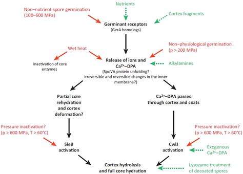 Bacterial Spore Mechanisms – Sustainable Food Processing | ETH Zurich