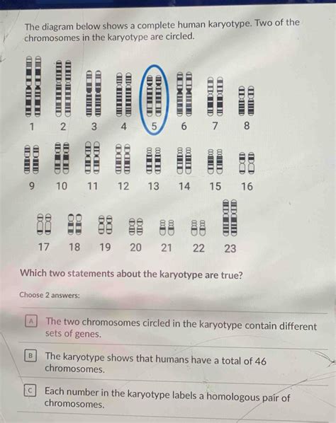 Solved The Diagram Below Shows A Complete Human Karyotype Two Of The