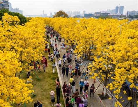 广州：黄花风铃木绽放 人民图片网