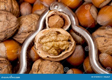 Cracked Walnut And Hazelnut Inside Of A Silver Nutcracker Stock Photo