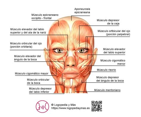 M Sculos De La Cara Anatom A Y Funciones