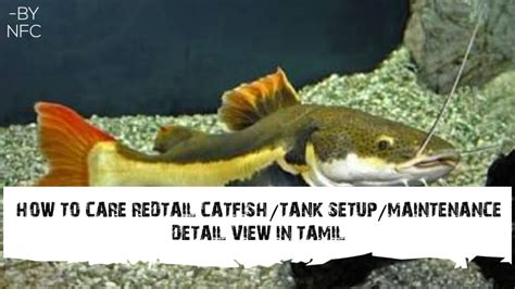 HOW TO CARE REDTAIL CATFISH TANK SETUP MAINTENANCE DETAIL VIEW IN TAMIL