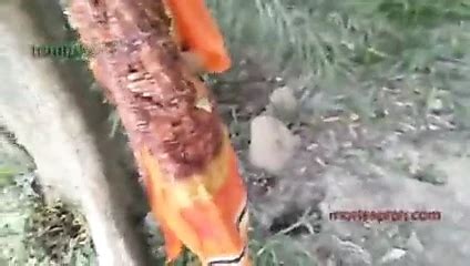 Ssm 7 Cowgirl Porn XHamster