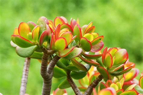 Árbol de Jade tricolor cómo crearlo y dónde colocarlo para atraer