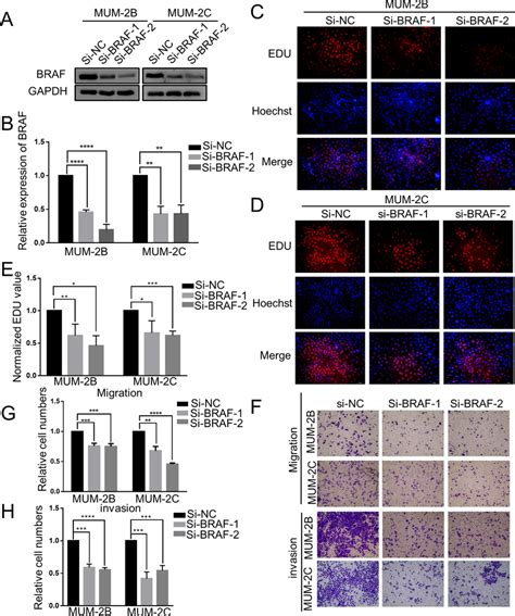 Silencing Braf Inhibited The Proliferation Migration And Invasion Of