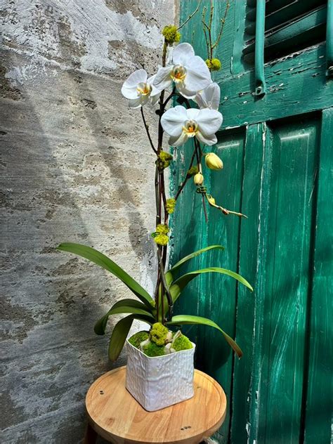 Orchid Plant - Orchid Plant (3644)