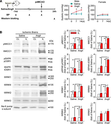 Nf B Signaling Mediated Activation Of Wnk Spak Nkcc Cascade In