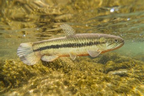 Peixe Morobá ou Jejú Erythrinus erythrinus características habitat