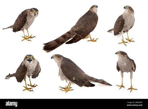 Collage Of Six Female Eurasian Sparrowhawk Accipiter Nisus Isolated On