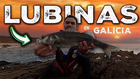 LUBINAS a SPINNING Este SEÑUELO las vuelve LOCAS Pesca a