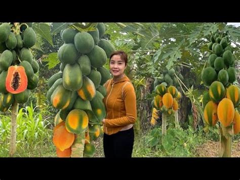 Full Video 120 Days Of Harvesting Papaya Fish And Bamboo Shoots For