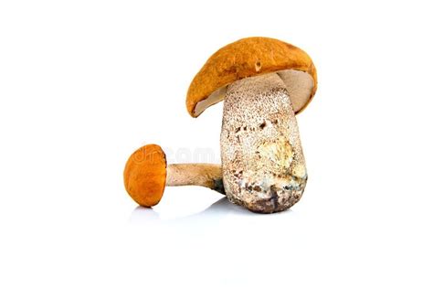 Boletus Hongos Aislados En Blanco Foto De Archivo Imagen De Seta