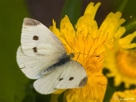 Butterfly Identification 101 Save Our Monarchs