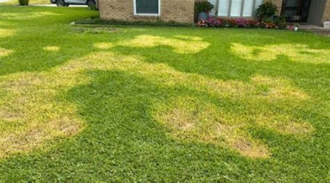 Fungus in St. Augustine Grass | Weedex Lawn Care