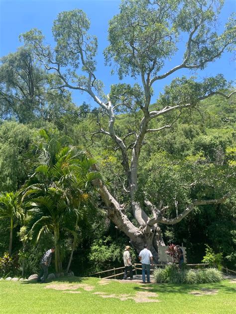 El árbol milenario En el Balneario Campestre Xochitepec