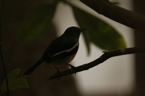 Facts About Oriental Magpie Robin Behaviour Distribution Habitat