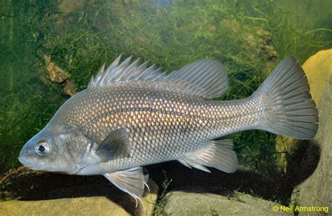 Native Fish Australia