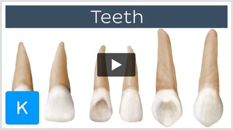 Premolar Teeth Anatomy And Function Kenhub