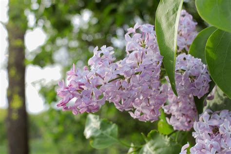 Cómo podar los arbustos de lilas BestHome365