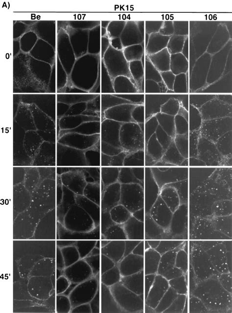 Endocytosis Of The Ge Mutant Gi Complex Pk A And Mdbk B Cells