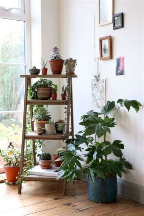 Living Room Indoor Plants