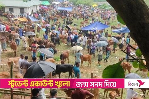 পাহাড়ে জমে উঠেছে কোরবানির পশুর হাট Online Version