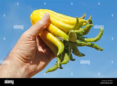 Buddhas Hand Fruit Hi Res Stock Photography And Images Alamy