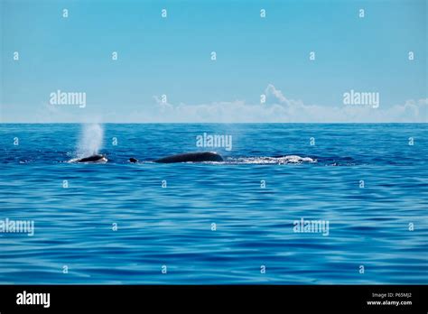 Northern bottlenose whales in playful mood splashing Stock Photo - Alamy