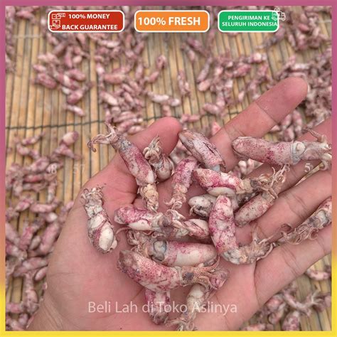 Jual Baby Cumi Rebus Asin Ikan Asin 1Kg KHUSUS PULAU JAWA Shopee