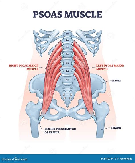 Muscolo Psoas Come Sistema Muscolare Del Corpo Profondo Del Diagramma