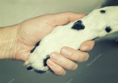 Pata de perro dálmata con una mancha en forma de corazón y mano humana