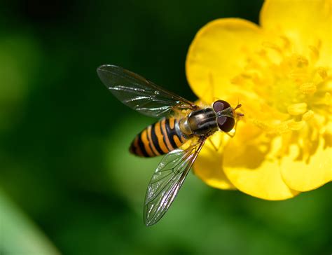 Marmalade Hoverfly Friends Of Heene Cemetery