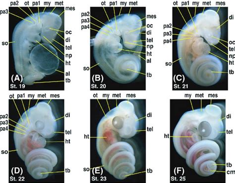 Snake Embryo