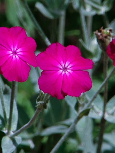 Lychnis coronaria (mullein lychnis): Go Botany