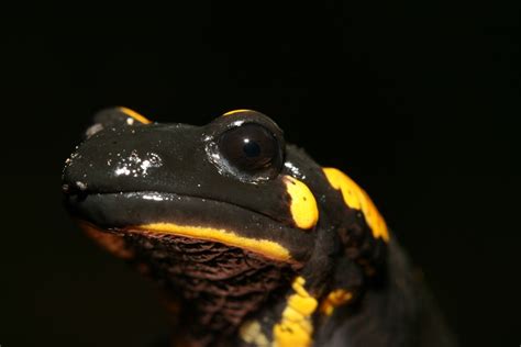 Amphibians Fire Salamander