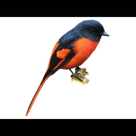 Scarlet Minivet | Pericrocotus speciosus | Species Guide | Birda