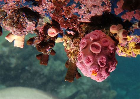 Coral encrusted with sponge #marineexplorer | Water photography, Marine ...