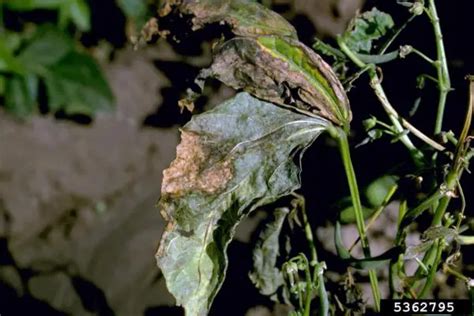 Enfermedades Bacterianas En Los Frijoles Wiki Agronomia