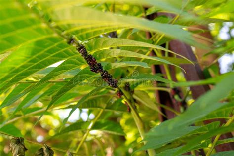 A Group of Spotted Lanternfly Nymphs Resting on a Green Plant Stock ...