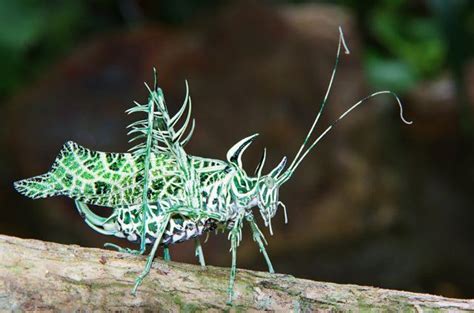 Two Green And White Bugs Sitting On Top Of A Tree Branch Next To Each Other