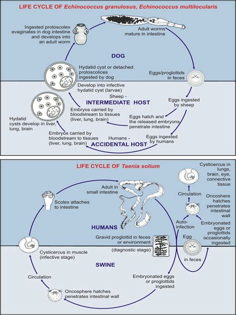 Echinococcus Life Cycle