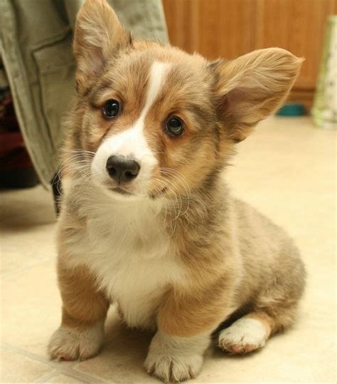 40 Corgis For All The Corgi Addicts