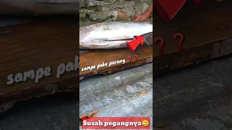 Potong Ikan Hasil Laut Pulau Binongko Wakatobi Wakatobikeren