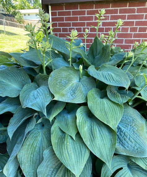 Hardy Plants for Dry Shade in the Northern Plains | Flipboard