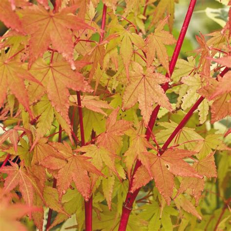 Acer Palmatum Sango Kaku Coral Bark Maple Japanese Maple