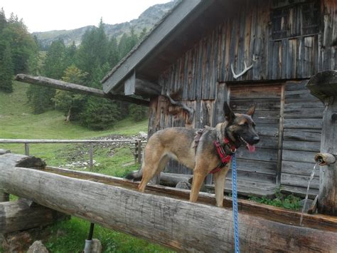 Wandern Im Tannheimer Tal In Sterreich Reisen Mit Hunden Das