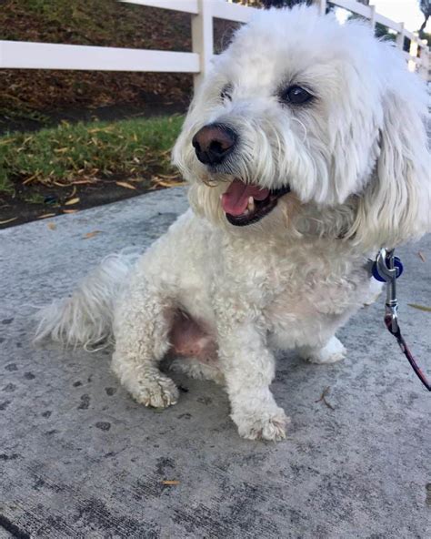 Bichon Frise Normal Haircuts - Wavy Haircut