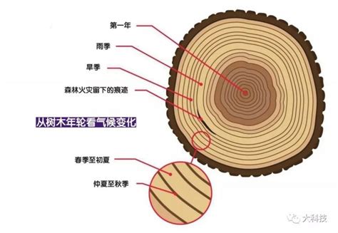 樹木年輪：氣候檔案館 壹讀