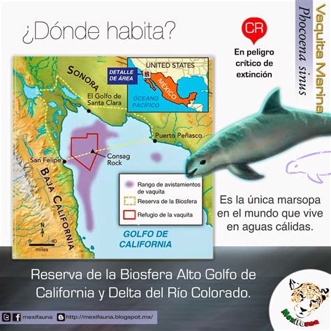 Donde Vive La Vaquita Marina 13